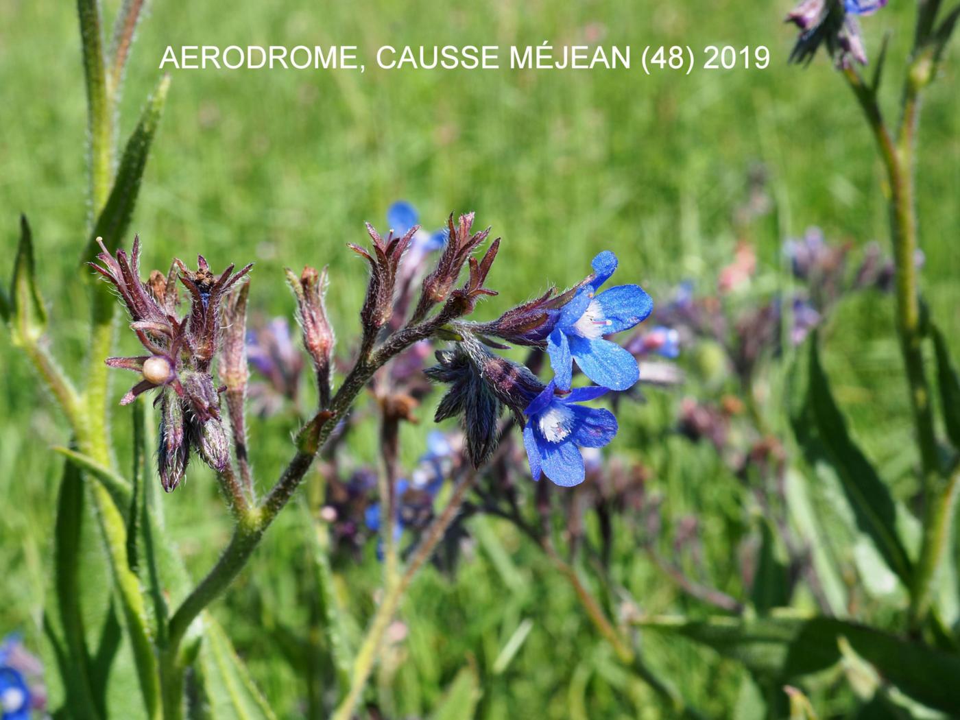 Bugloss, Italian flower